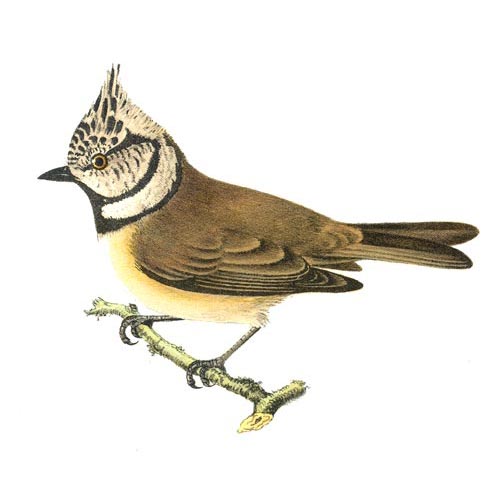 CINGUETTIO UCCELLI DA SCARICA